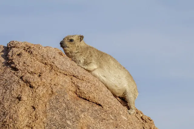 A real rock hyrax climbing a granite boulder under a blue sky